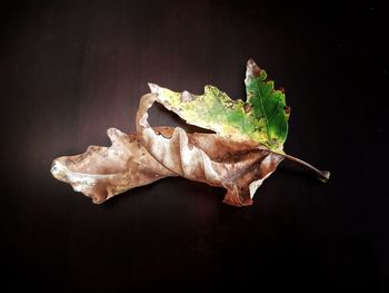 Close-up of autumn leaf against black background