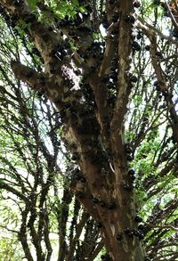 Low angle view of trees in forest