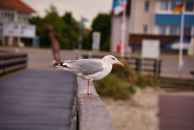 Seagull perching on a wood