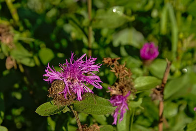 Close-up of purple pink flowering plant