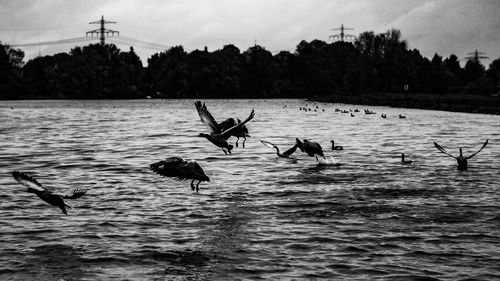 Birds flying over lake