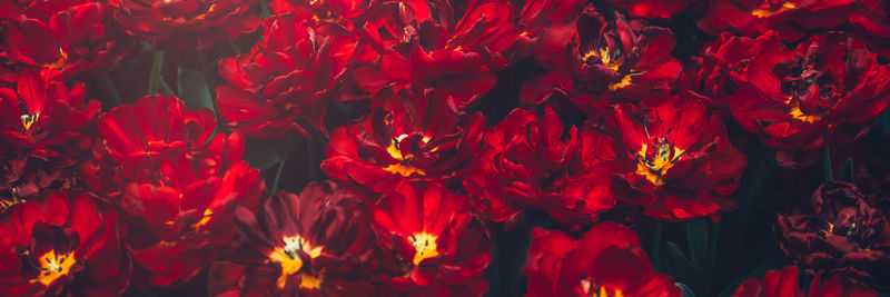 Close-up of red flowering plants