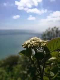 Close-up of plant against sea