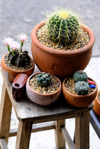 High angle view of potted plants on table