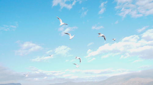 Low angle view of seagulls flying