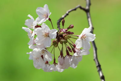 Close-up of white cherry blossoms