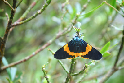 Close-up of butterfly pollinating on flower