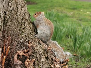 Close-up of squirrel on tree trunk