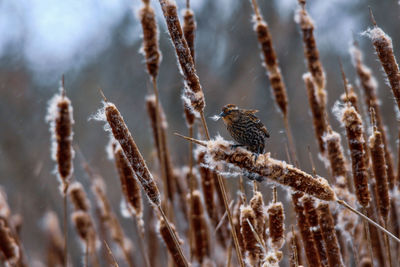 Close-up of bird collecting fluff fir nest