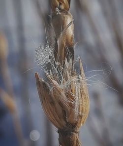 Close-up of spider web on plant