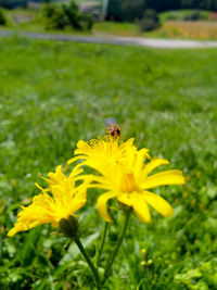 Insect on yellow flower
