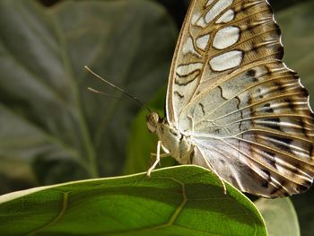 Close-up of butterfly on leaf