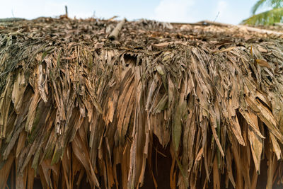 Close-up of crops on field against sky