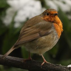 Close-up of bird perching on branch