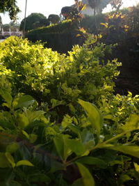 Close-up of yellow flower tree