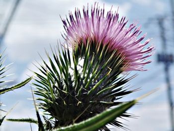 Close-up of flowers