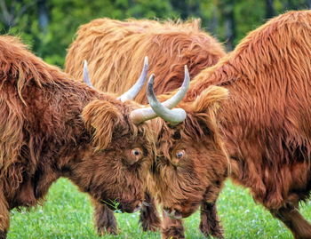 Two highland cows fighting in a meadow