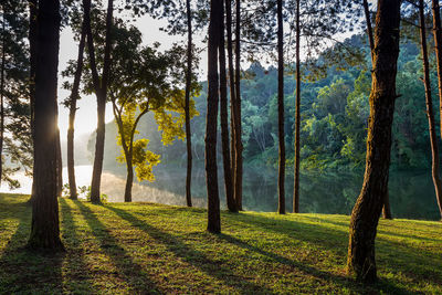 Trees growing in forest