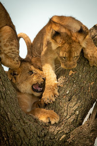 Lion cub in tree growls at another