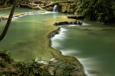 Scenic view of river amidst trees in forest