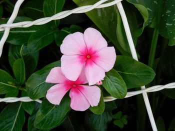 Close-up of pink flowering plant
