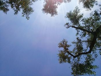 Low angle view of trees against sky