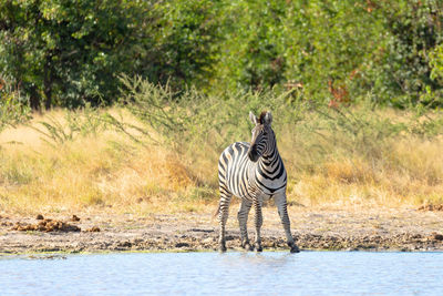 View of a horse by the lake