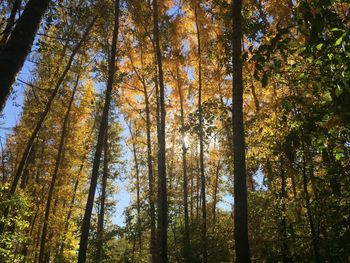 Low angle view of trees