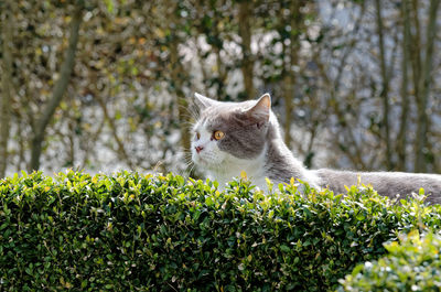 Portrait of cat behind of boxwood hedge