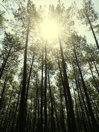 Low angle view of bamboo trees in forest