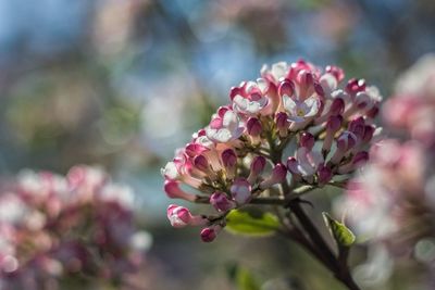 Close-up of pink flowers