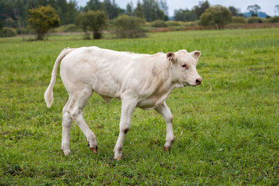 pasture