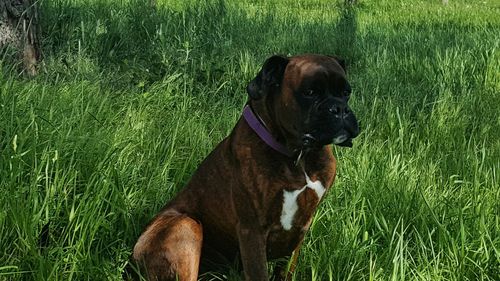 Dog lying on grass