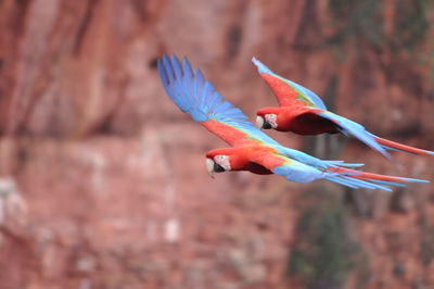 Close-up of a bird flying