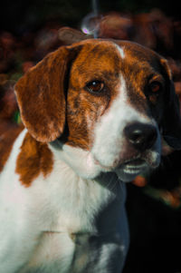 Close-up of dog looking away