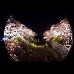 Road along trees at night