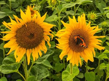 Close-up of bee on sunflower