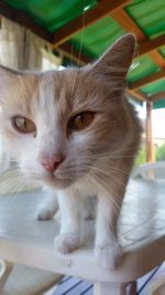 Close-up portrait of cat