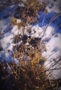 Close-up of dry plant on snow covered field