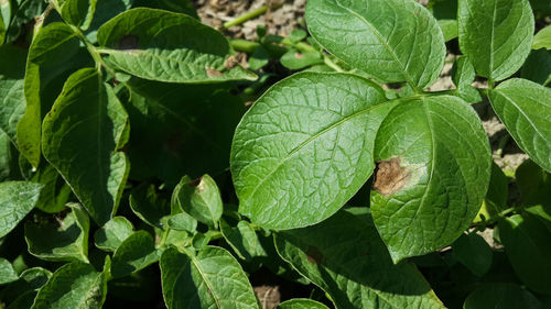 Close-up of fresh green leaves