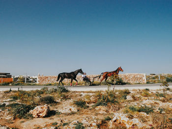 View of an animal on landscape