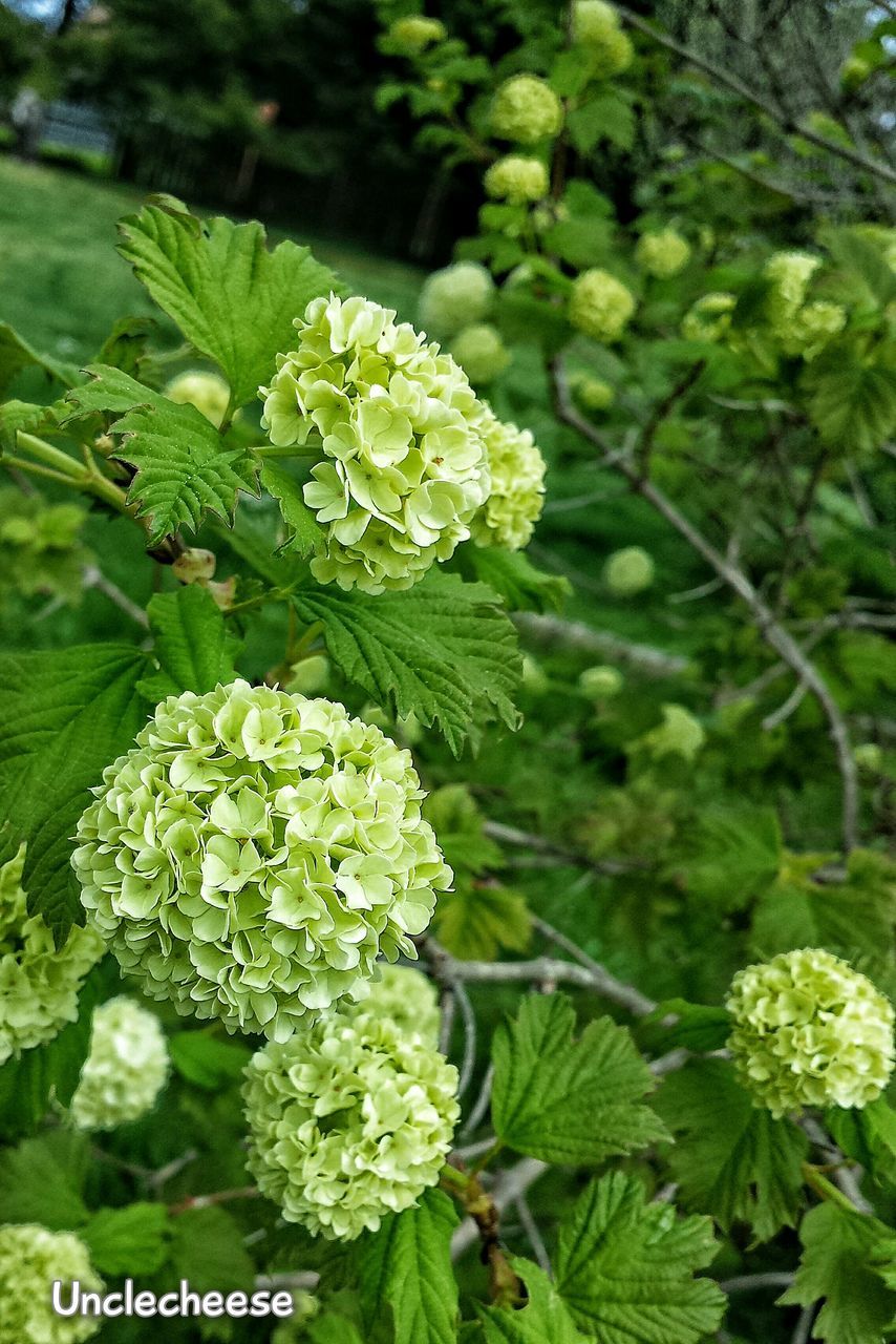 FULL FRAME SHOT OF PLANT