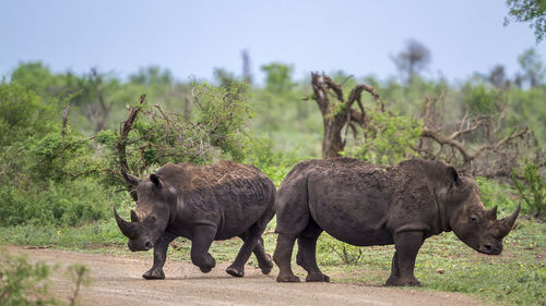 Rhinoceroses walking on land