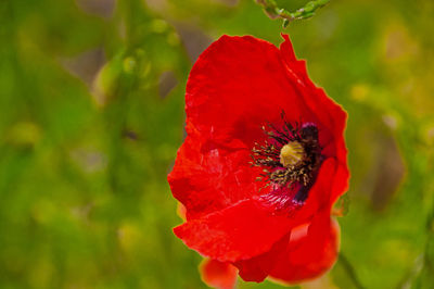 Close-up of honey bee on red poppy