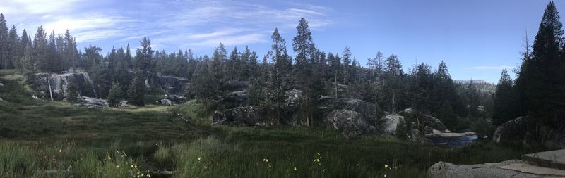 Panoramic shot of trees in forest against sky