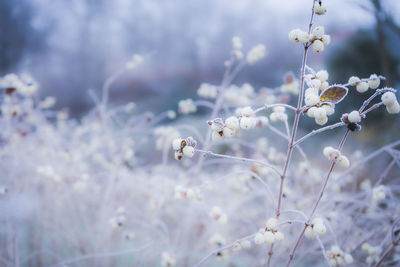 Close-up of white flowering plants on field