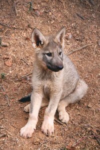 Close-up portrait of a dog lying on land