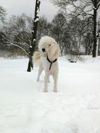 Dog walking on snow covered landscape
