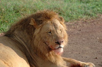 Close-up of lion