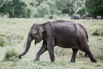 Side view of elephant on field